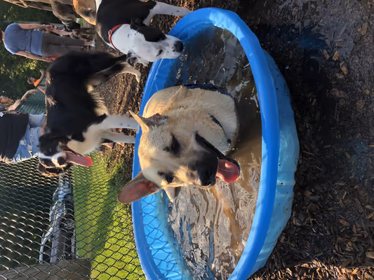 Steven A. Kirshenbaum Memorial Bark Park photo 1